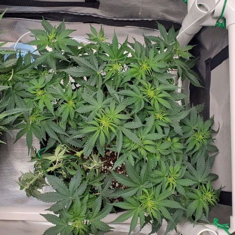 ZSkittles Auto - Seedsman growlog timeline photo