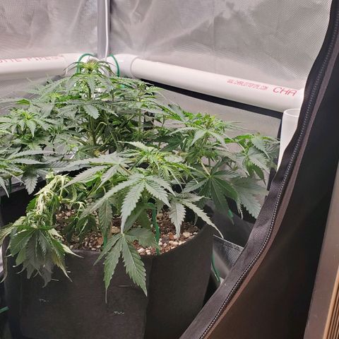 ZSkittles Auto - Seedsman growlog timeline photo