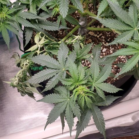 ZSkittles Auto - Seedsman growlog timeline photo