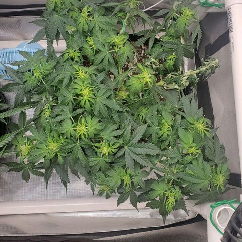 ZSkittles Auto - Seedsman growlog timeline photo
