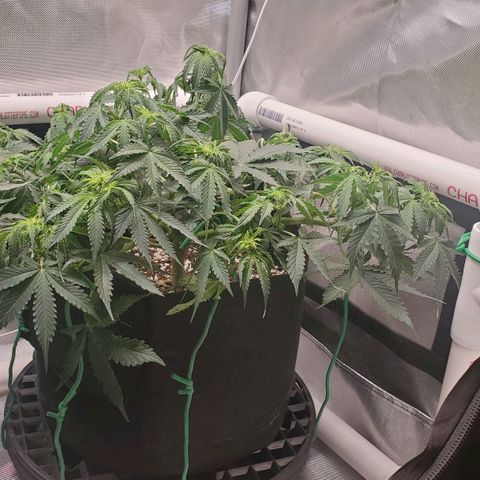 ZSkittles Auto - Seedsman growlog timeline photo