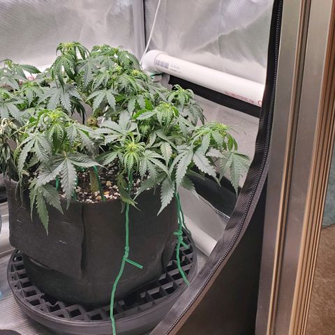 ZSkittles Auto - Seedsman growlog timeline photo