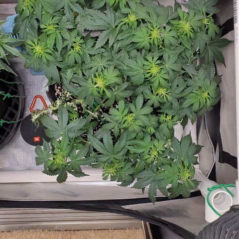 ZSkittles Auto - Seedsman growlog timeline photo