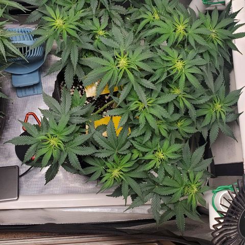 ZSkittles Auto - Seedsman growlog timeline photo