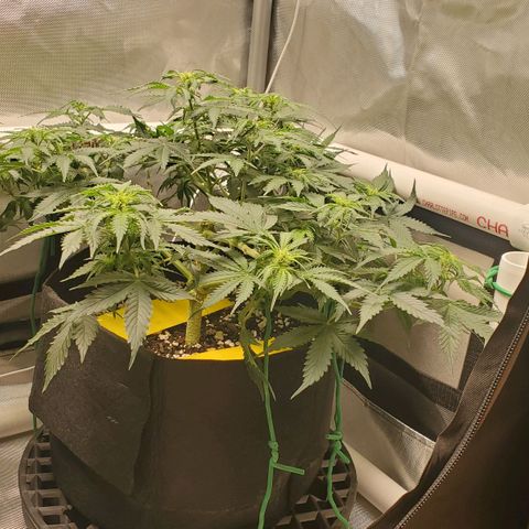 ZSkittles Auto - Seedsman growlog timeline photo