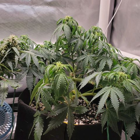ZSkittles Auto - Seedsman growlog timeline photo