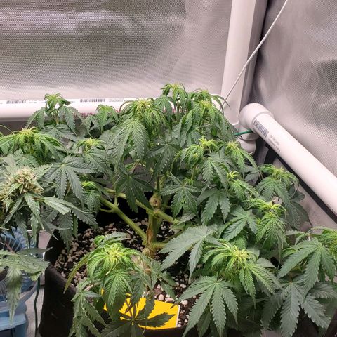 ZSkittles Auto - Seedsman growlog timeline photo
