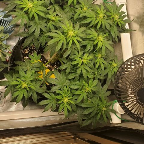 ZSkittles Auto - Seedsman growlog timeline photo