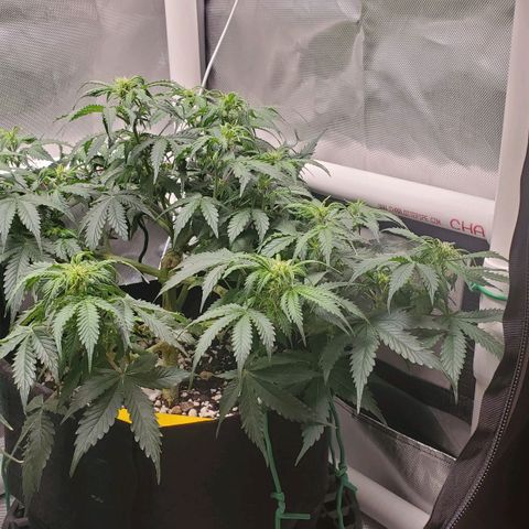 ZSkittles Auto - Seedsman growlog timeline photo