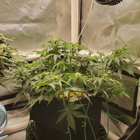 ZSkittles Auto - Seedsman growlog timeline photo