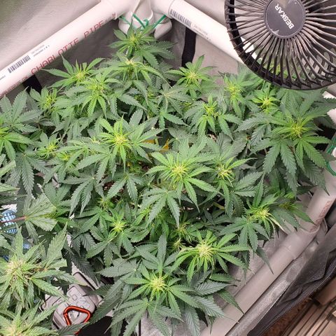ZSkittles Auto - Seedsman growlog timeline photo