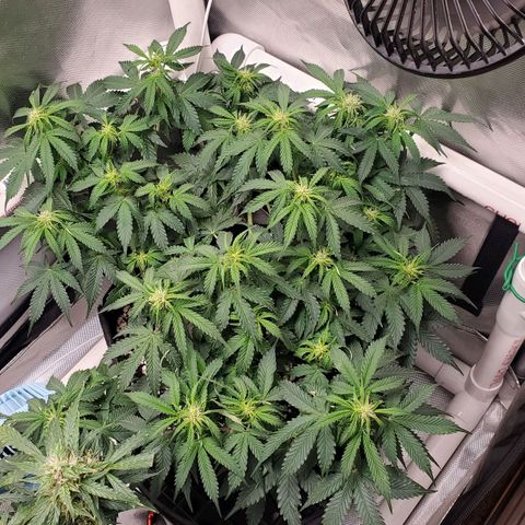 ZSkittles Auto - Seedsman growlog timeline photo