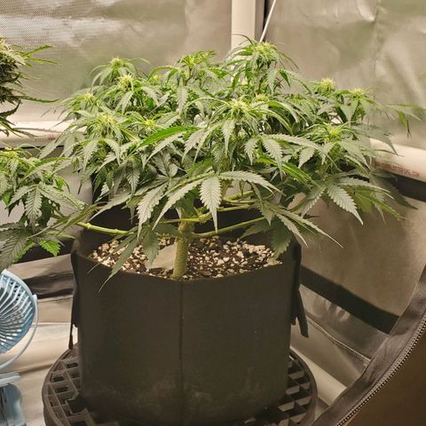 ZSkittles Auto - Seedsman growlog timeline photo