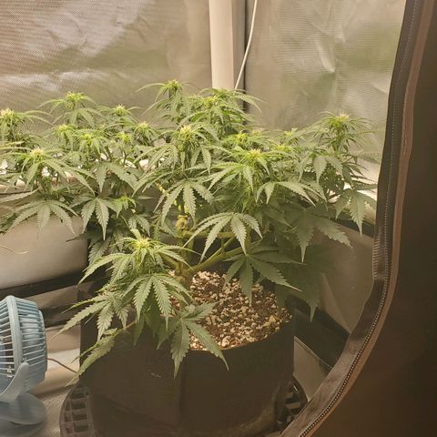 ZSkittles Auto - Seedsman growlog timeline photo