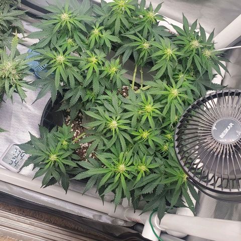 ZSkittles Auto - Seedsman growlog timeline photo