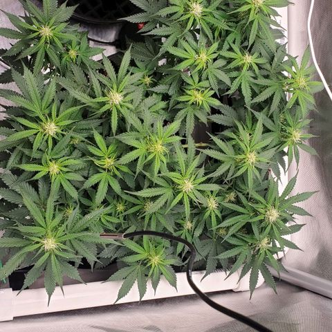 ZSkittles Auto - Seedsman growlog timeline photo