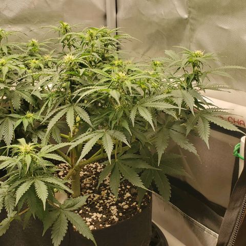 ZSkittles Auto - Seedsman growlog timeline photo