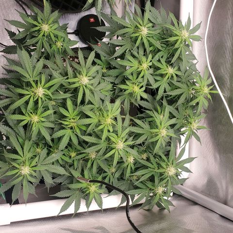 ZSkittles Auto - Seedsman growlog timeline photo