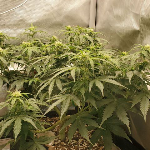 ZSkittles Auto - Seedsman growlog timeline photo