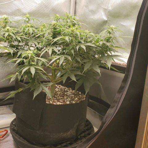 ZSkittles Auto - Seedsman growlog timeline photo