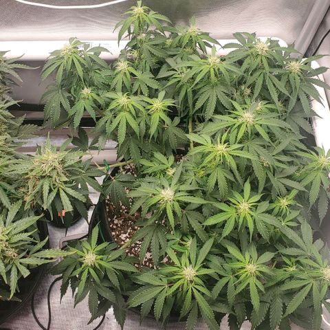 ZSkittles Auto - Seedsman growlog timeline photo