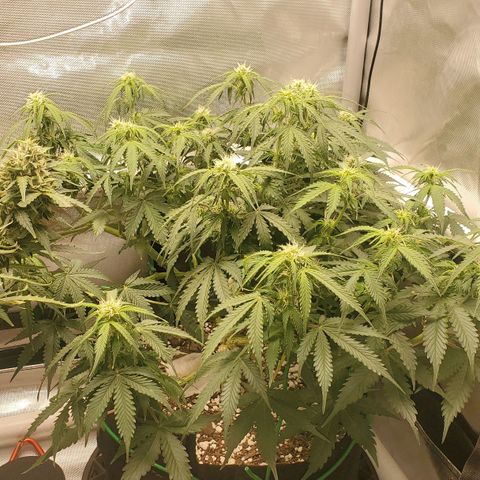 ZSkittles Auto - Seedsman growlog timeline photo
