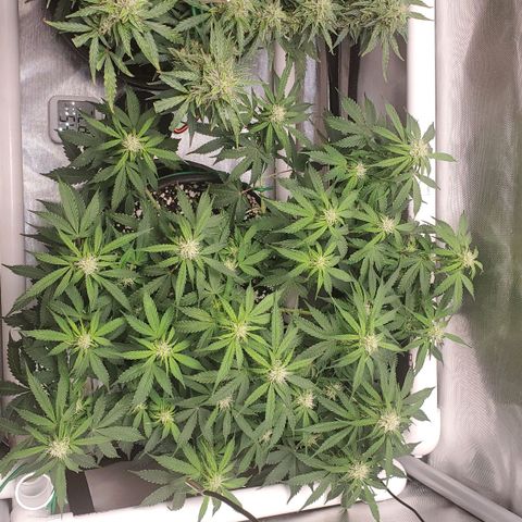 ZSkittles Auto - Seedsman growlog timeline photo