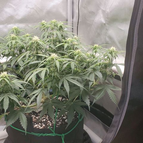 ZSkittles Auto - Seedsman growlog timeline photo