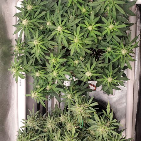 ZSkittles Auto - Seedsman growlog timeline photo
