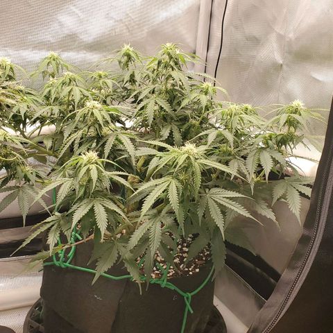 ZSkittles Auto - Seedsman growlog timeline photo