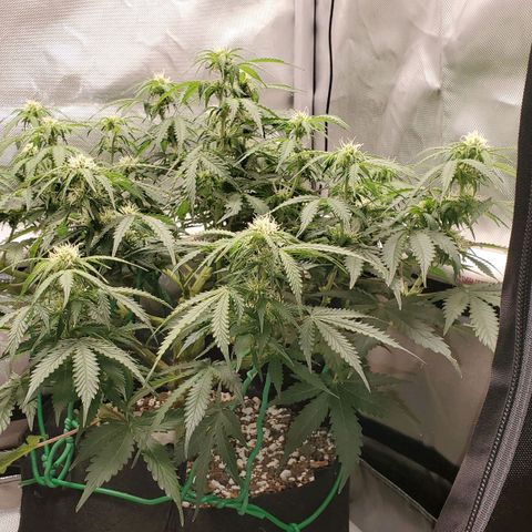 ZSkittles Auto - Seedsman growlog timeline photo