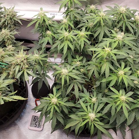 ZSkittles Auto - Seedsman growlog timeline photo