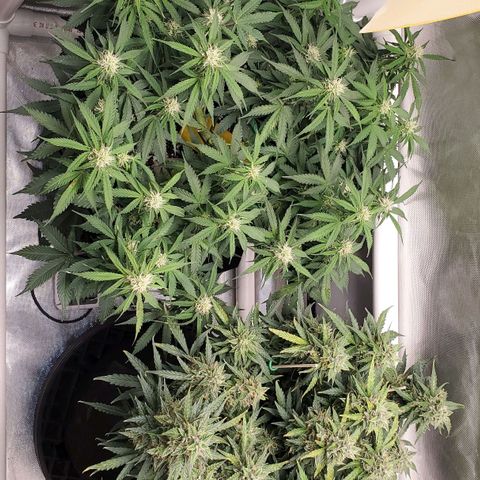 ZSkittles Auto - Seedsman growlog timeline photo
