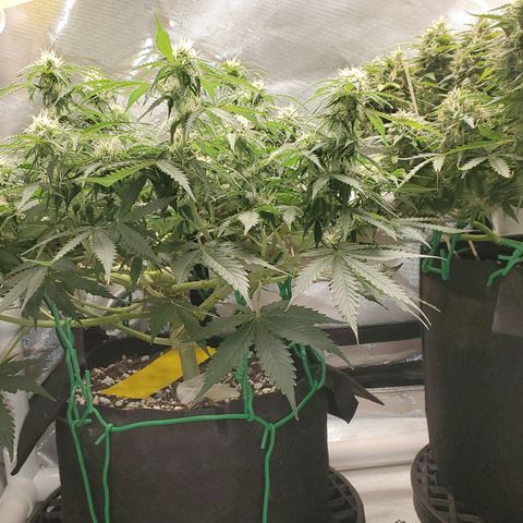ZSkittles Auto - Seedsman growlog timeline photo