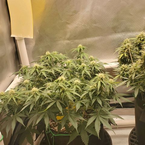 ZSkittles Auto - Seedsman growlog timeline photo