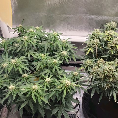 ZSkittles Auto - Seedsman growlog timeline photo