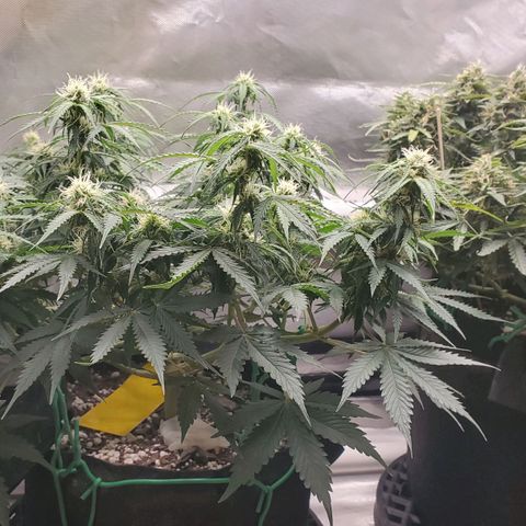 ZSkittles Auto - Seedsman growlog timeline photo