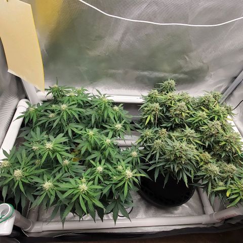 ZSkittles Auto - Seedsman growlog timeline photo