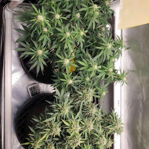 ZSkittles Auto - Seedsman growlog timeline photo