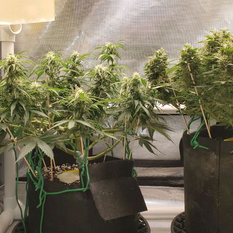 ZSkittles Auto - Seedsman growlog timeline photo