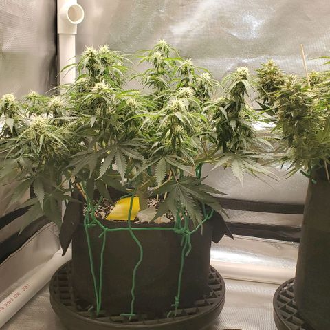 ZSkittles Auto - Seedsman growlog timeline photo