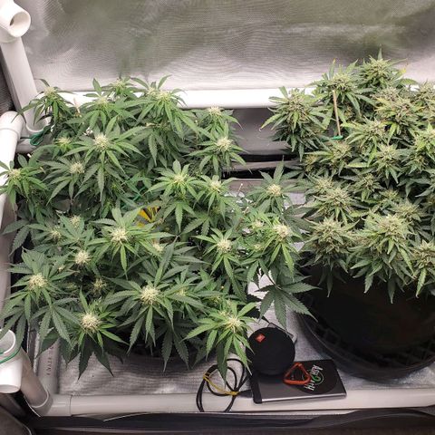 ZSkittles Auto - Seedsman growlog timeline photo
