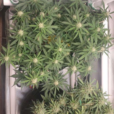 ZSkittles Auto - Seedsman growlog timeline photo