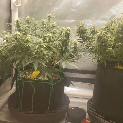 ZSkittles Auto - Seedsman growlog timeline photo