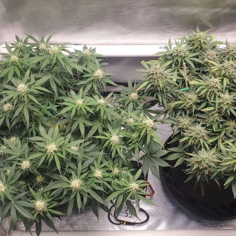 ZSkittles Auto - Seedsman growlog timeline photo