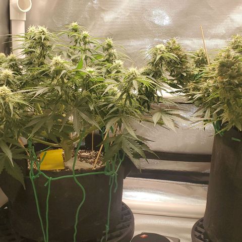 ZSkittles Auto - Seedsman growlog timeline photo