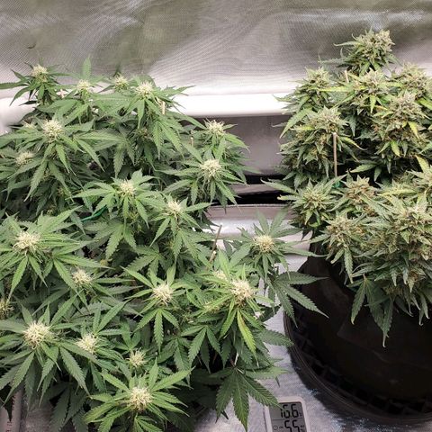 ZSkittles Auto - Seedsman growlog timeline photo