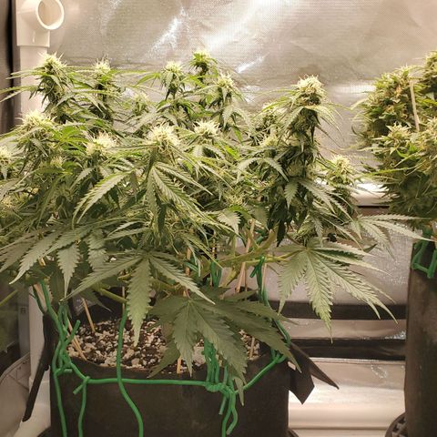 ZSkittles Auto - Seedsman growlog timeline photo