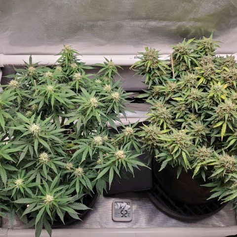 ZSkittles Auto - Seedsman growlog timeline photo