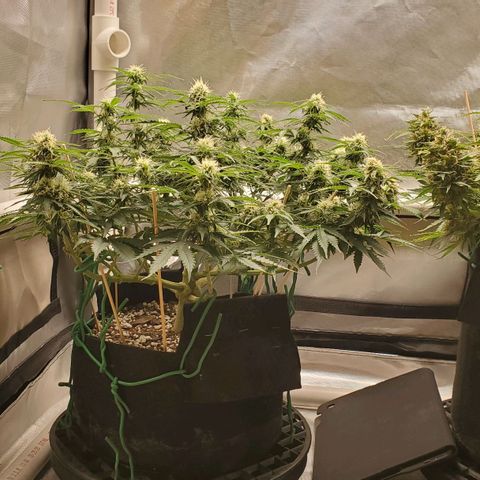 ZSkittles Auto - Seedsman growlog timeline photo